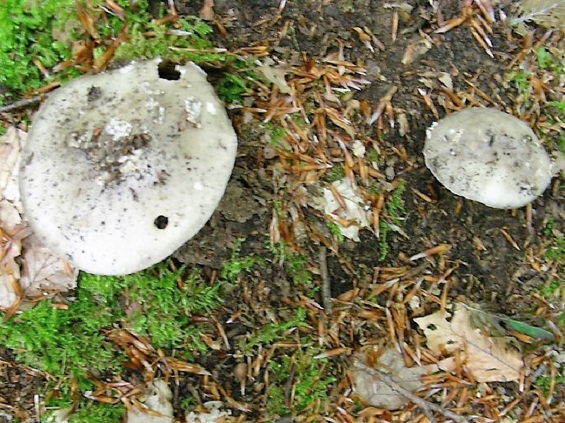 135 Da determinare bosco misto di latifoglia 530 m s.l.m